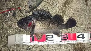 16197097_1838268159764784_1599500353_o