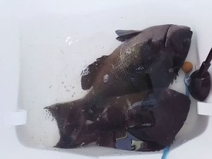 16806845_1057723761024125_6531037586872614286_n