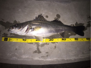 o0480064113900320362