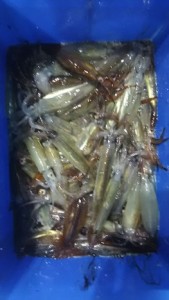 日本海ムギイカめちゃめちゃ釣れてます!!!