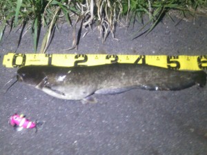 鯰の釣果報告いただきました＾＾