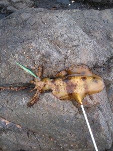 o0480064012907749257