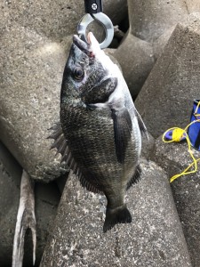 鋼管チヌ2017.4.20.3