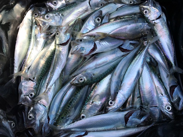 !cid_A4C866A4-7EA1-4C14-8A17-4A01D388B97F