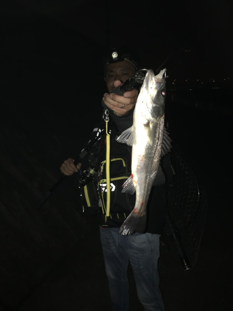 天白川シーバス好調‼