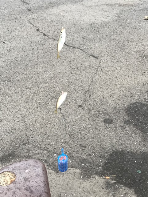 !cid_15d0288c98c933465265