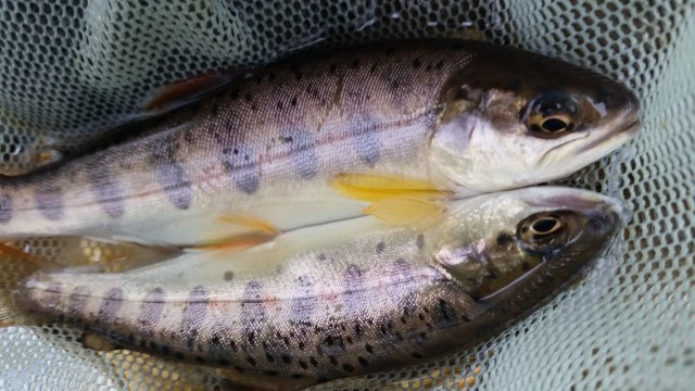 fcaac6038e30d378bb3860127f34cf30t6b75734