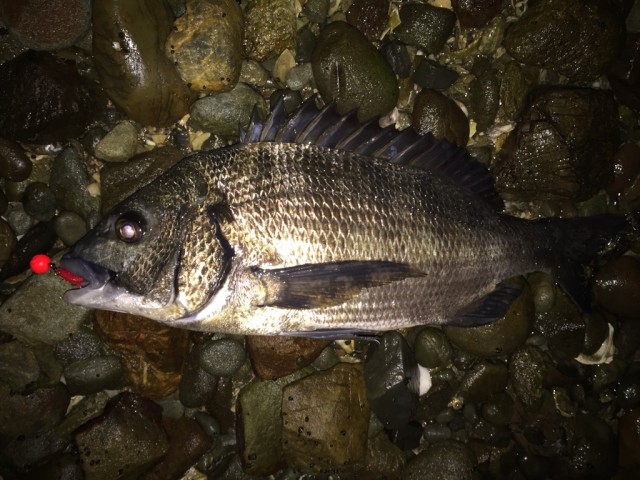 宇津チヌIMG_2545