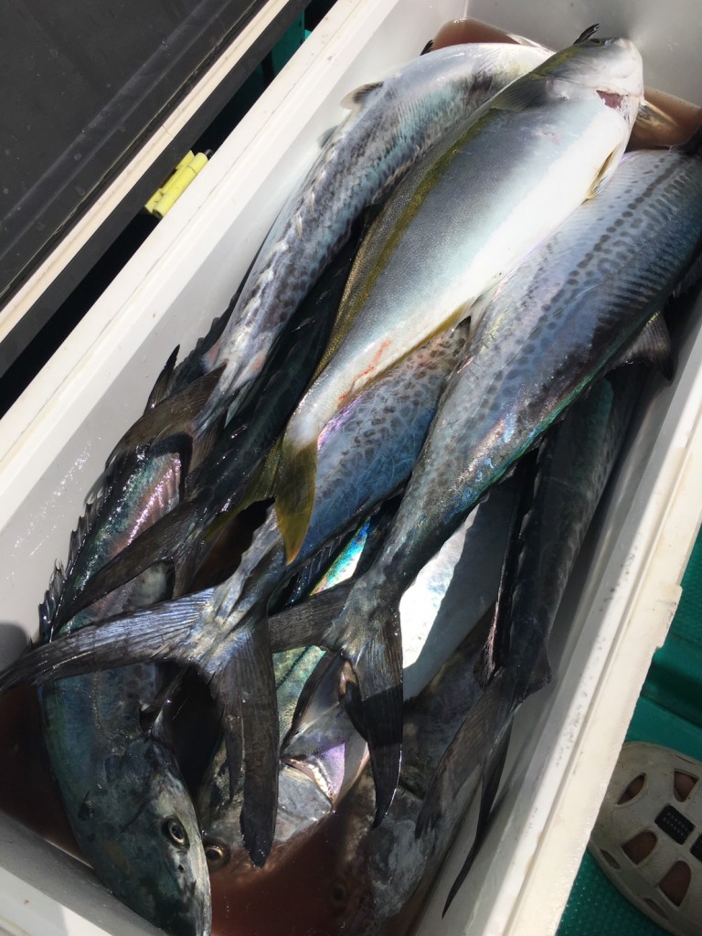 サゴシ好調です♪