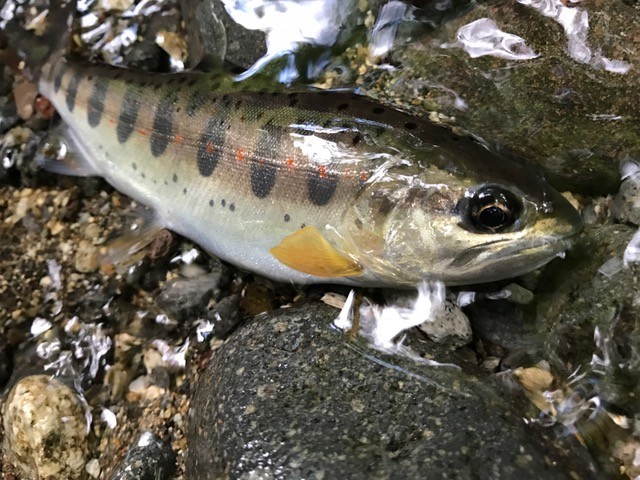 !cid_008C14ED-412C-45CB-AD98-C69568CF8174