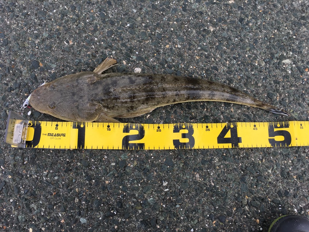 釣果情報です‼