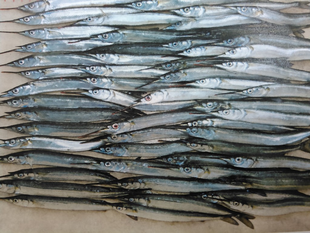 衣浦サヨリ好調‼