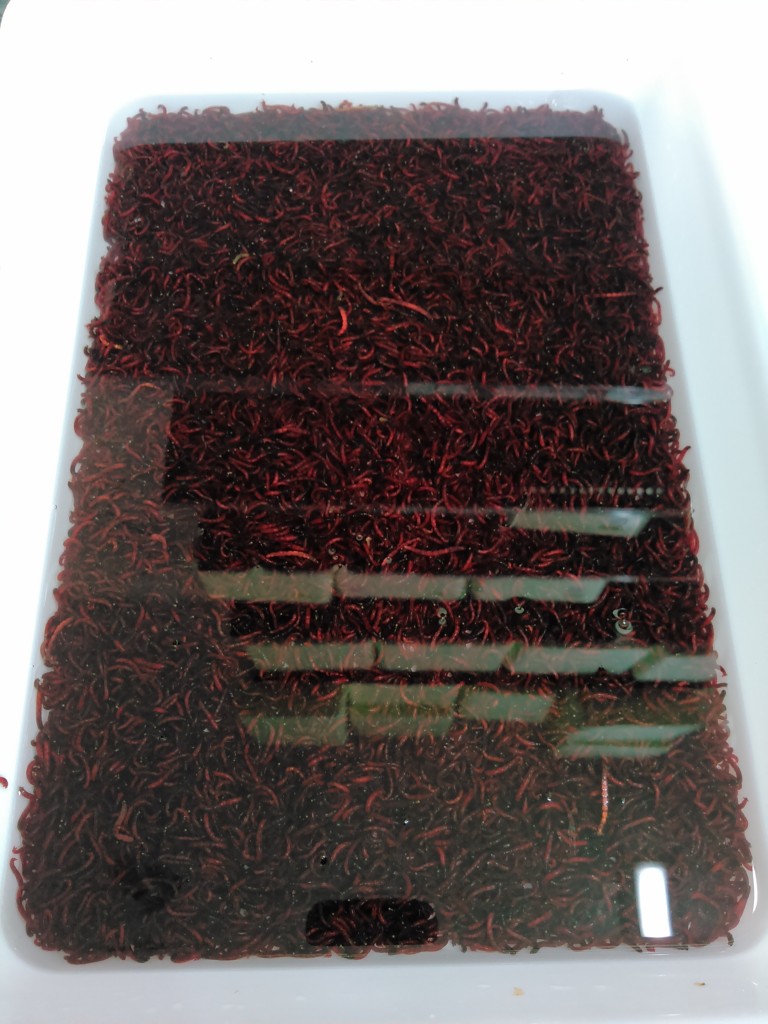 エサ入荷のご案内！！！