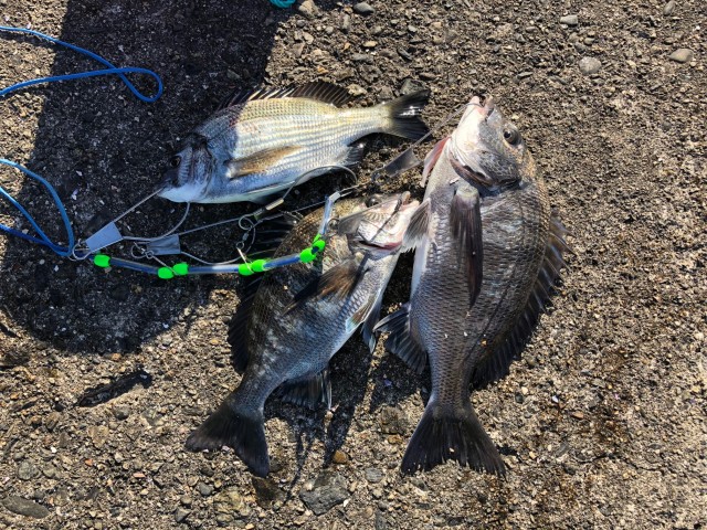 津店近郊釣果情報