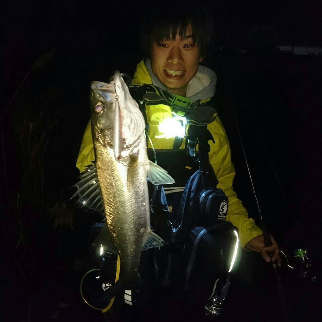 名港シーバス釣果情報！！