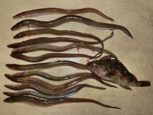 霞埠頭で穴子狙い、今回は渋かったです。(お客様より釣果情報)