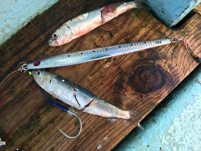 !cid_543A008F-0A12-4039-AD67-DF876F2A77ED