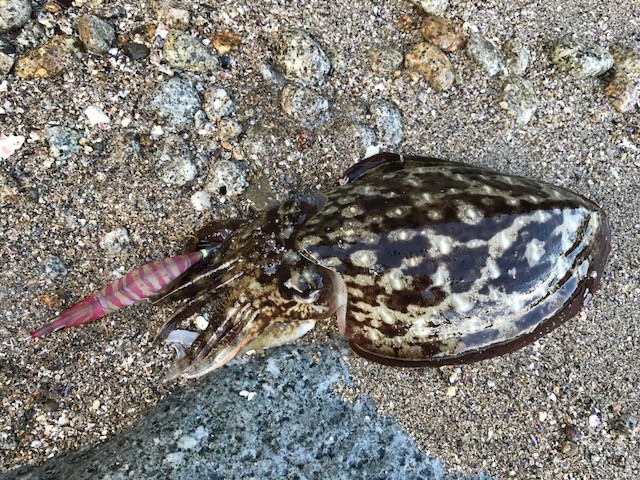 三重南部エギング！