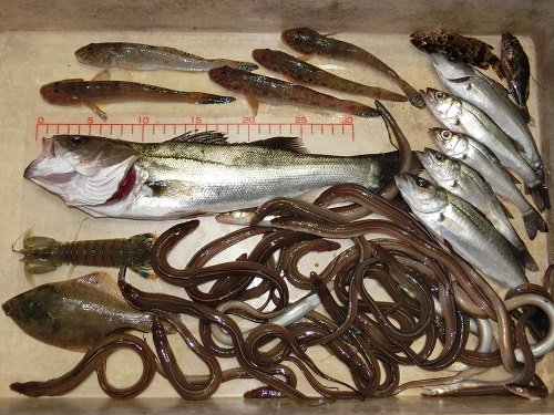 お客様の釣果情報