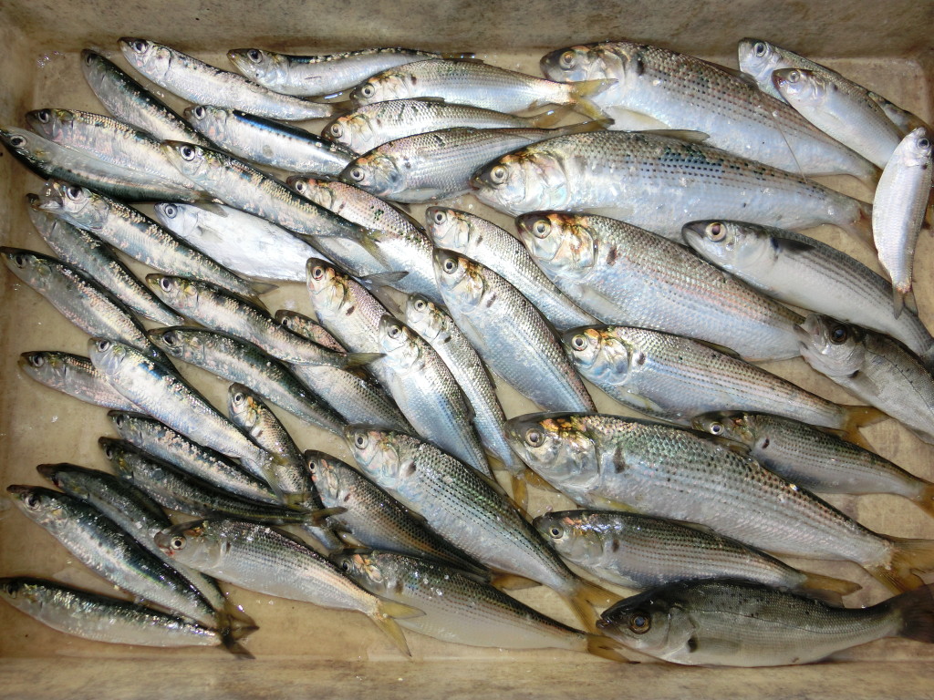 碧南釣り広場の釣果です