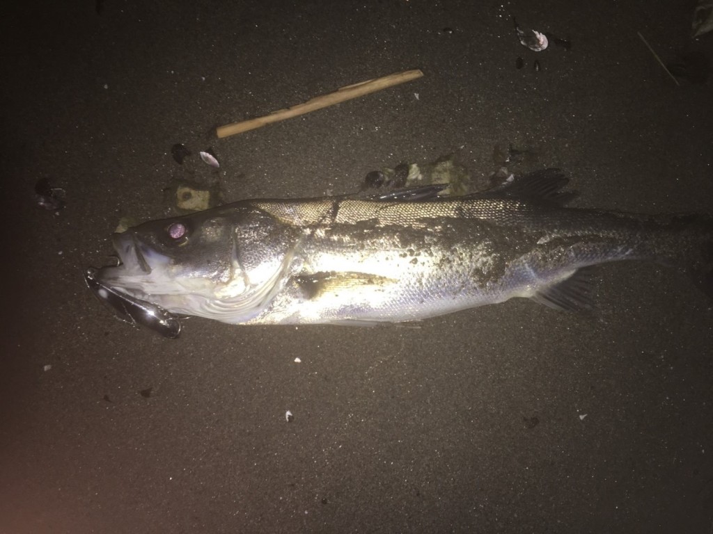 釣果情報、入荷情報！！