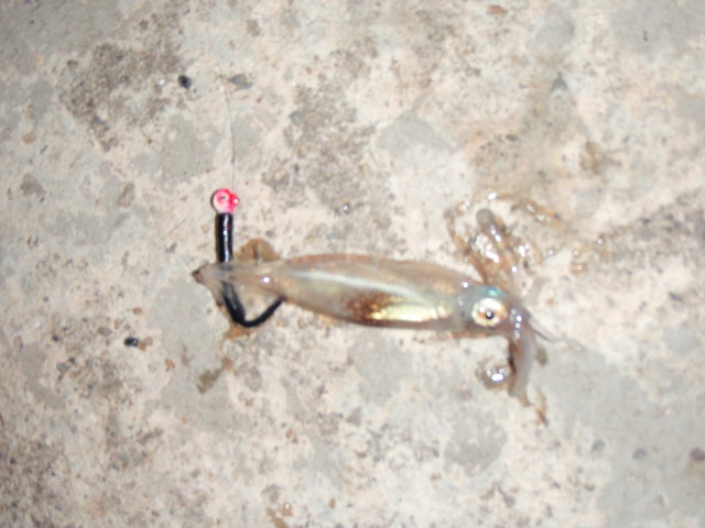 五ヶ所港でイカとセイゴと遊んできました♪