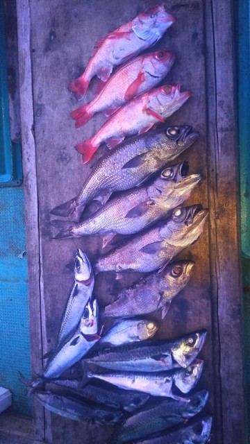 29177902_1255442314557805_3570175675779171696_n