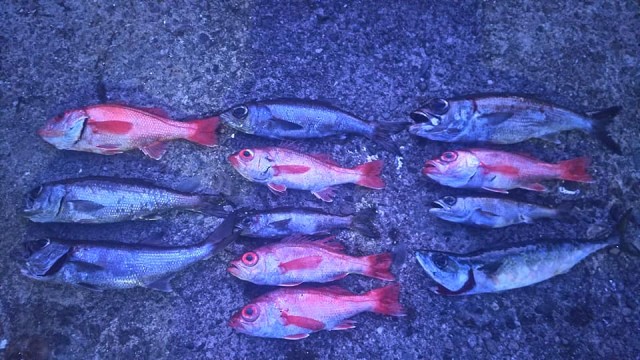 29542515_1268498036585566_486028296593162235_n