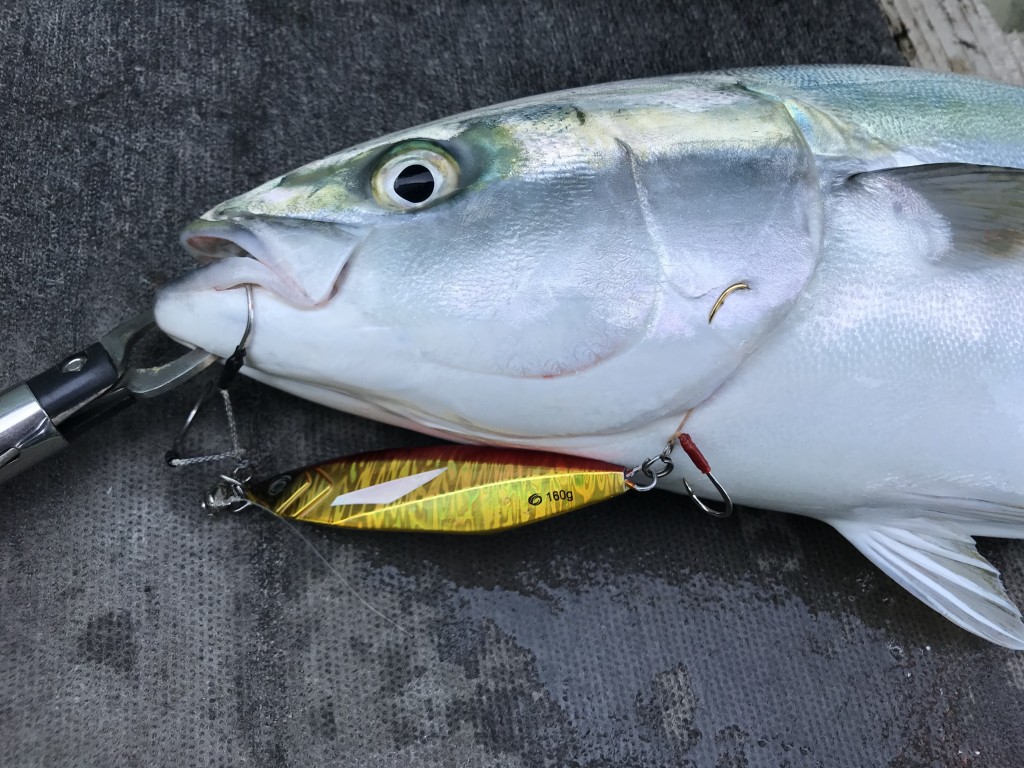 伊勢湾ジギングに行って来ました‼