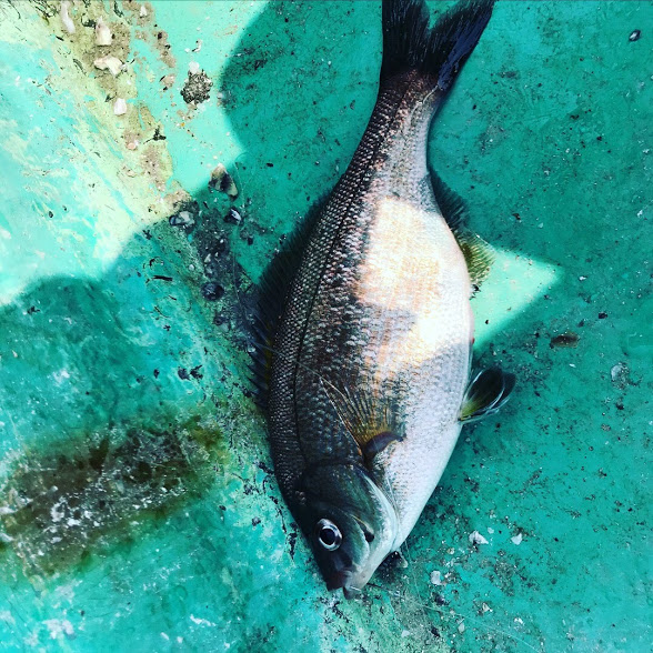 4E634296-A43A-42B0-9740-723DDC48CF7A