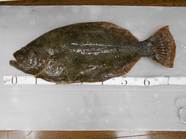 巨大ヒラメGetしていただきました！！