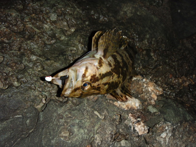 春メバル絶好調！