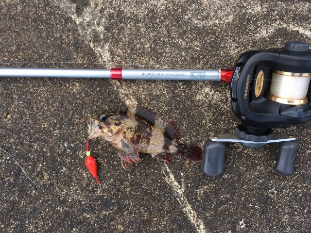 4.26ヨットハーバー根魚