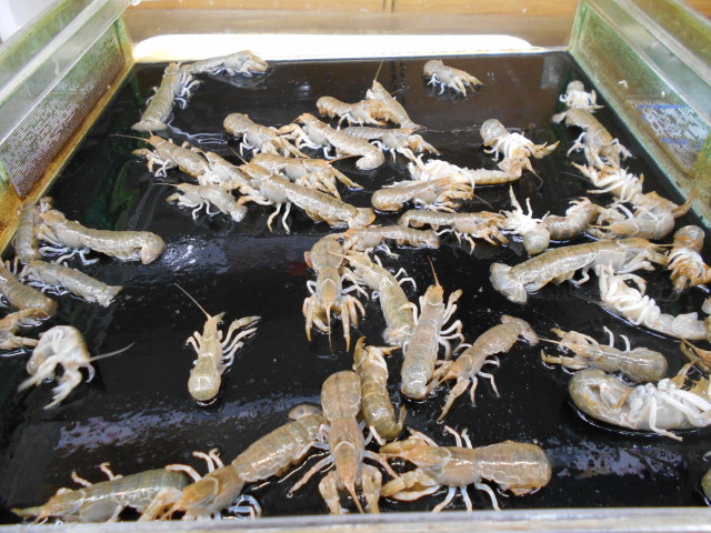 活エサ、カメジャコ取扱い始めました！