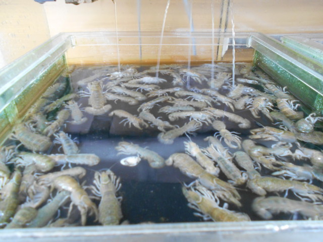 カメジャコ・ボケ・ストロー虫・アケミ貝入荷！