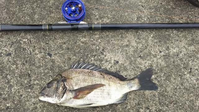 良型チヌ（黒鯛）釣れてます！