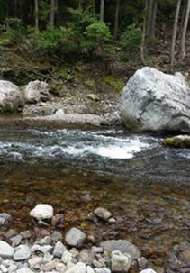 宮川上流で鮎解禁しました！