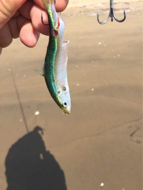 o0810108014181653554