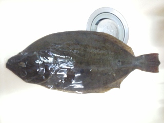 こんなトコでこんな大物が！