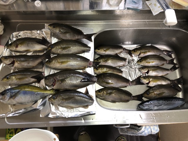 2ブログ用イサキ