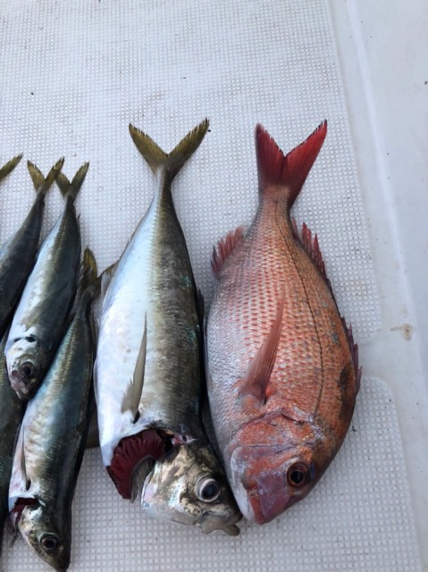 6.25デルソルアジ