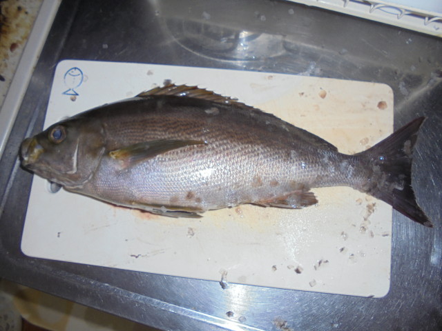 錦　イサキ・ムギイカ釣れてます！