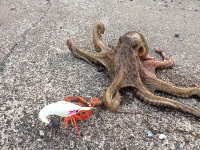 FB_IMG_1500605483477