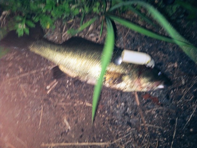 IMG_20180628_194102895