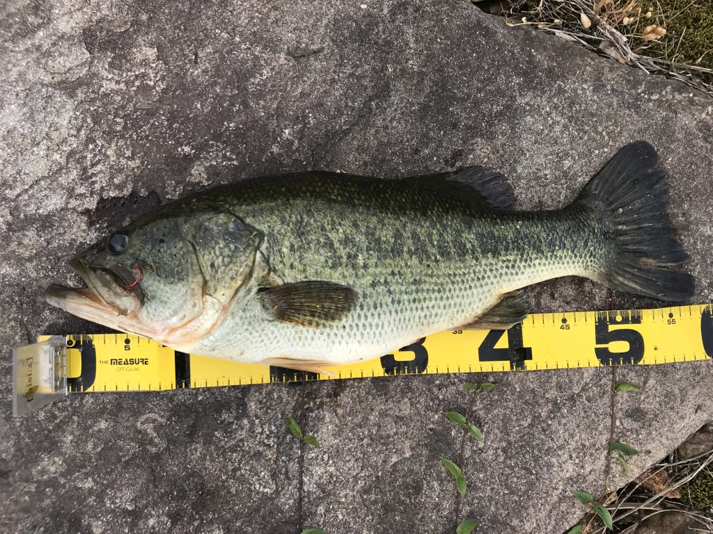 琵琶湖に行って来ました‼