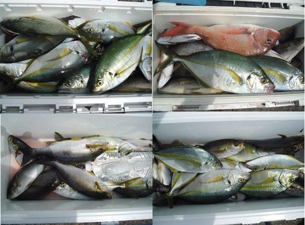 鳥羽方面、レア魚種釣果速報！