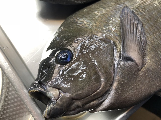 カセでグレ釣ってきました！！