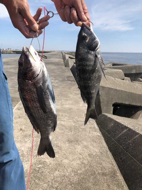 ヨットハーバーチヌ釣れてます！