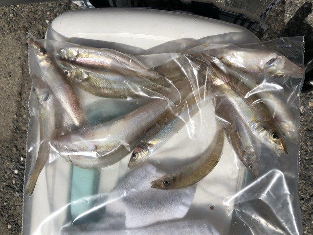 日本鋼管釣果情報！！