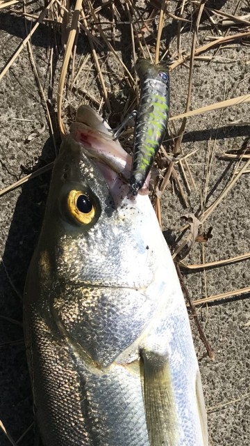 98c720e1-9ca1-40fd-8c0a-be34d280d279